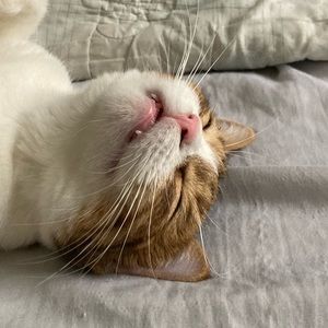 Meet your Posher, Glenn